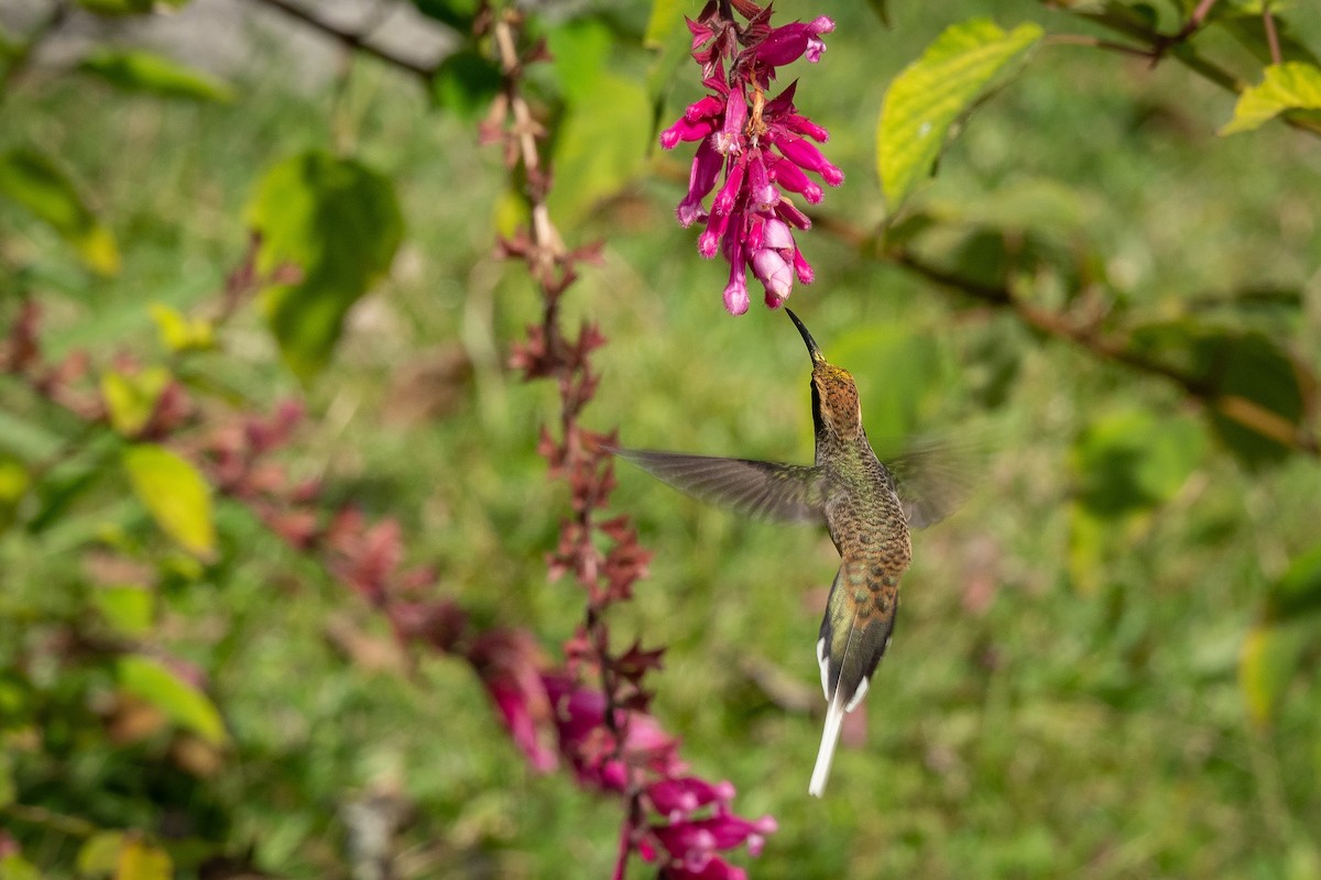 Scale-throated Hermit - ML465095481