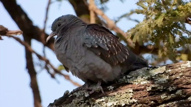 Speckled Pigeon - ML465104771
