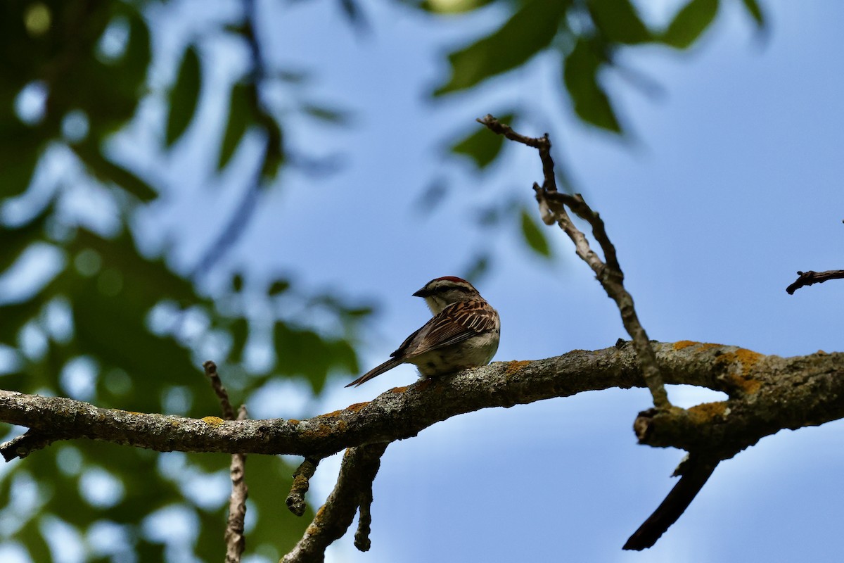 Chipping Sparrow - ML465105671