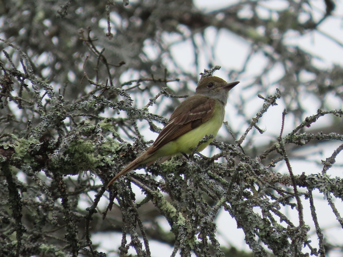 Great Crested Flycatcher - ML465105761