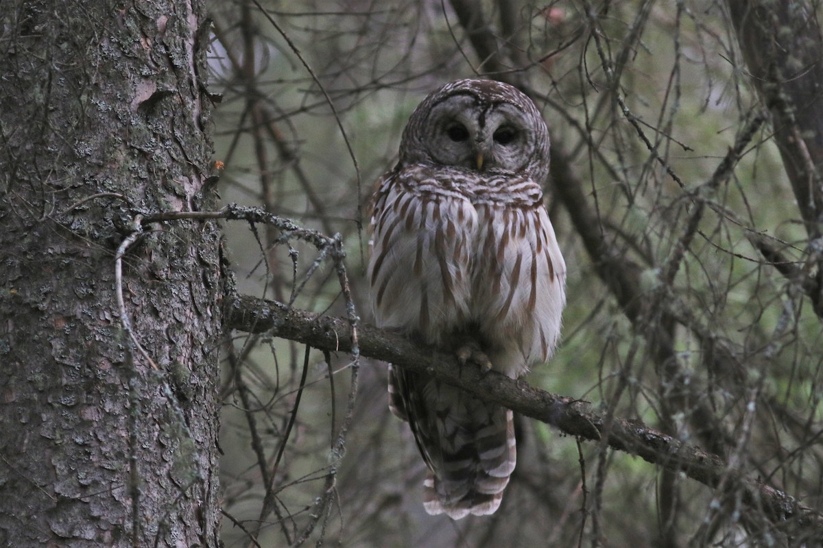 Barred Owl at Fort St. John--Fish Creek Community Forest by Benjamin Pap
