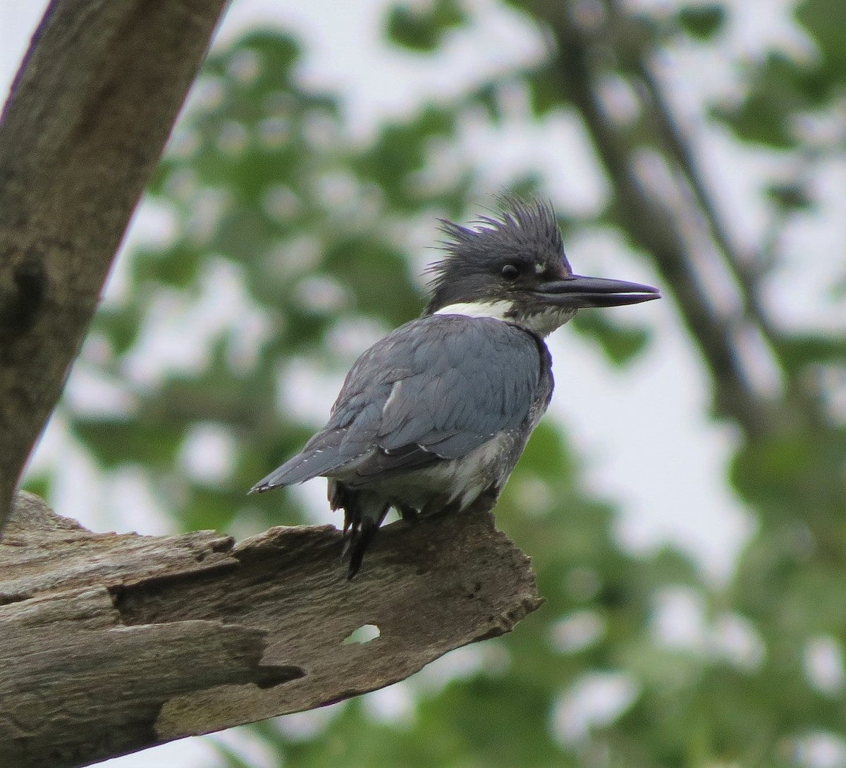 Belted Kingfisher - ML465108671