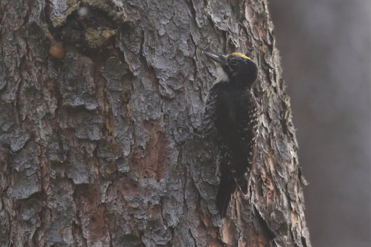 American Three-toed Woodpecker at Fort St. John--Fish Creek Community Forest by Jonathan Pap