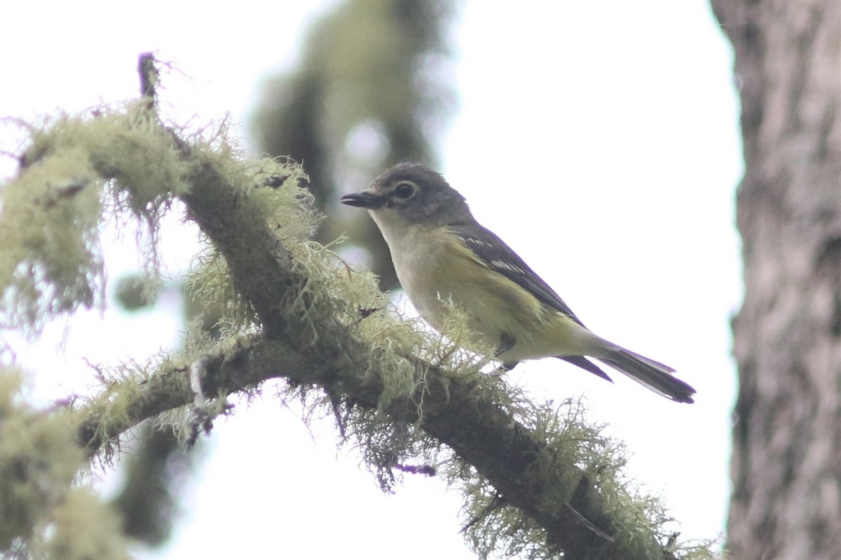 Blue-headed Vireo at Fort St. John--Fish Creek Community Forest by Jonathan Pap