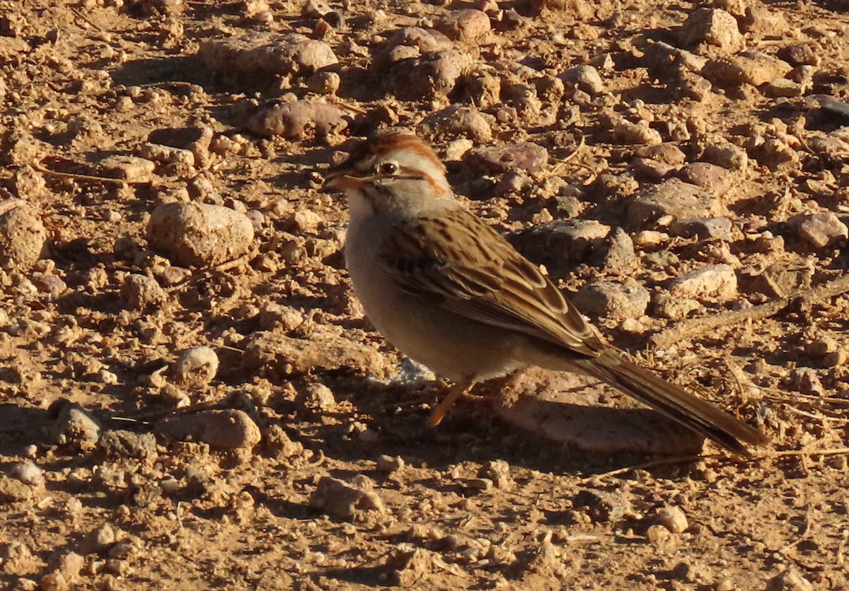 Rufous-winged Sparrow - ML465111531