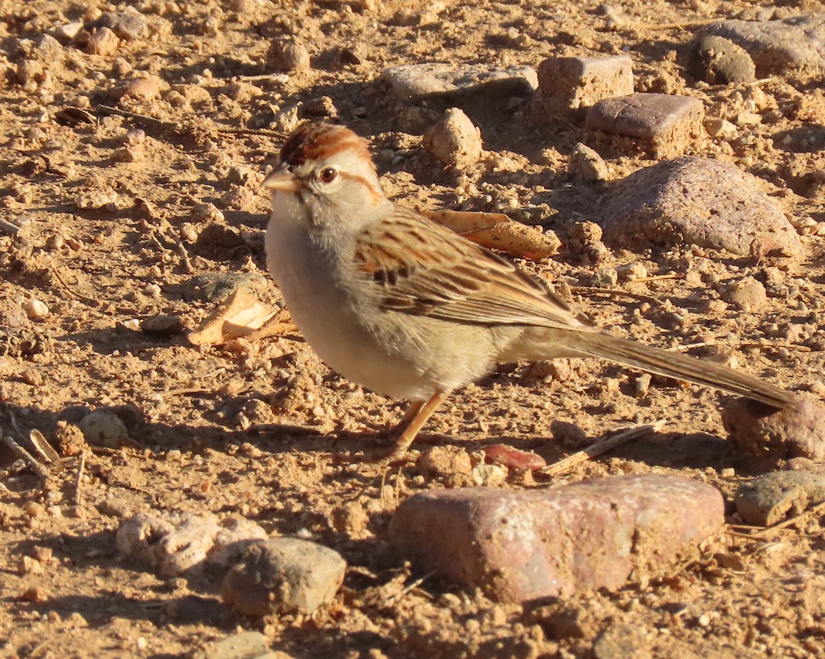 Rufous-winged Sparrow - ML465111721