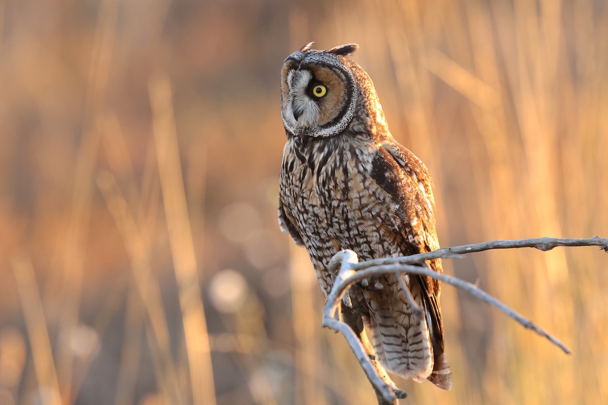 Long-eared Owl - Aaron Maizlish