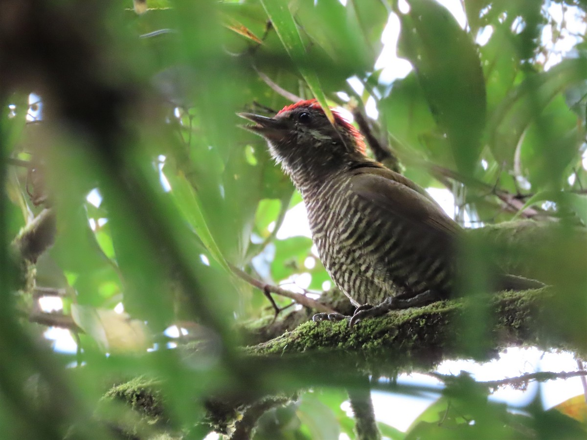 Bar-bellied Woodpecker - ML465116571