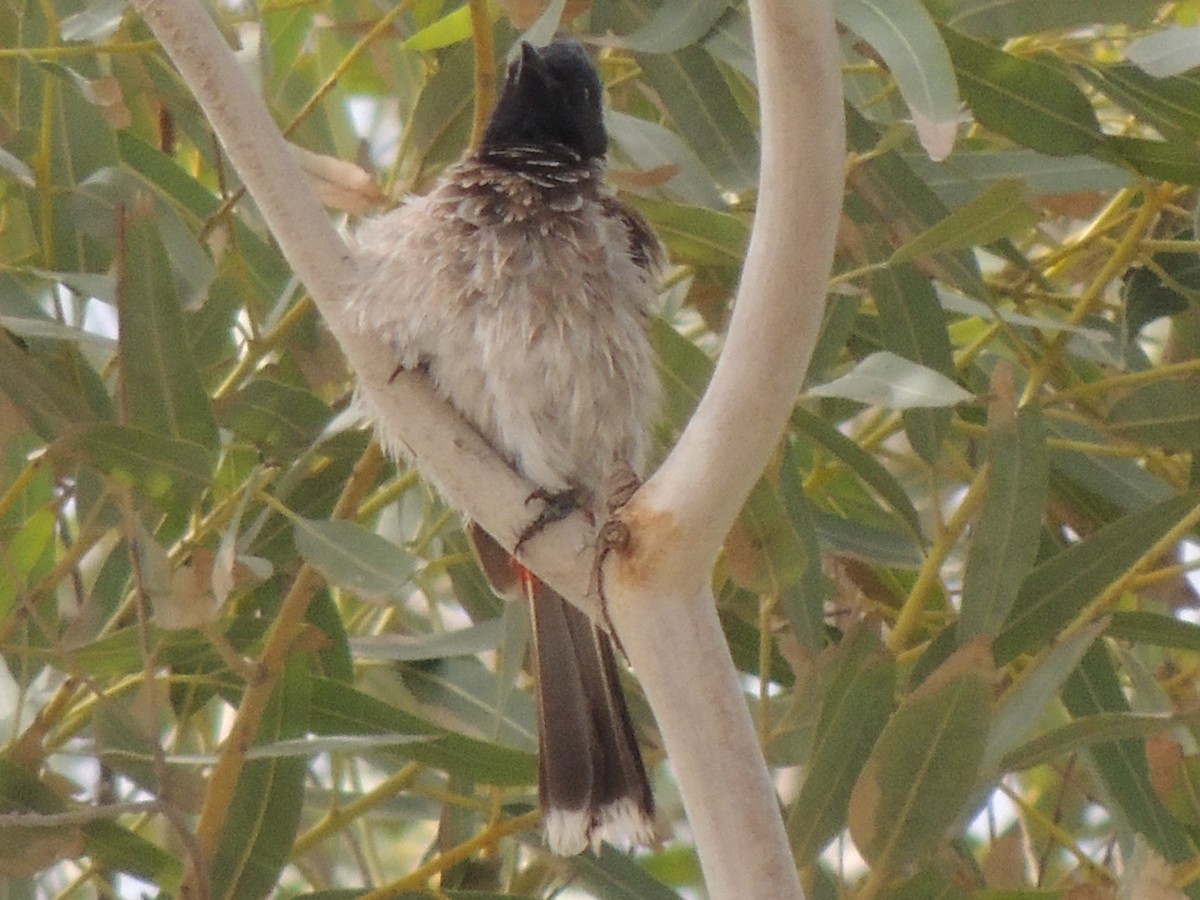 Red-vented Bulbul - Mark Easterbrook