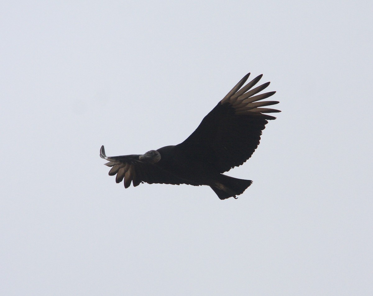 Black Vulture - Charlie Plimpton