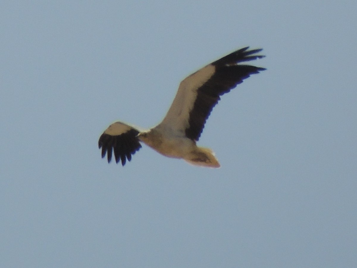 Egyptian Vulture - ML465130721