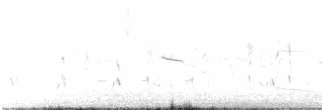 Приморская овсянка-барсучок (maritima/macgillivraii) - ML465132731