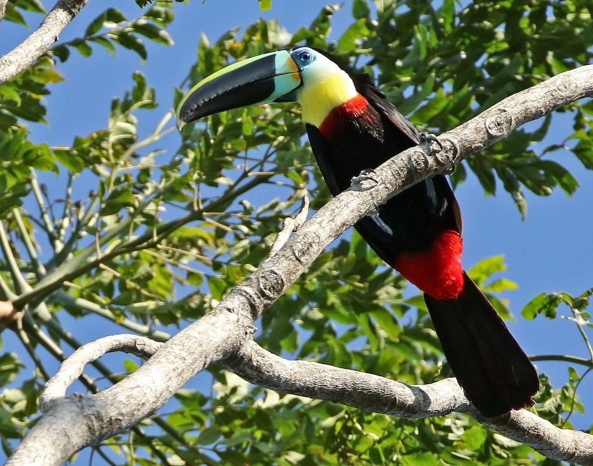Channel-billed Toucan (Citron-throated) - ML465135091