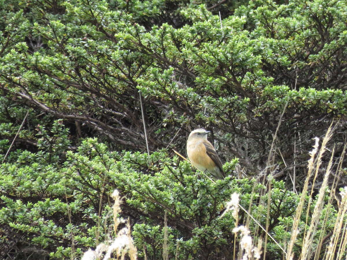 Brown-backed Chat-Tyrant - ML465137311