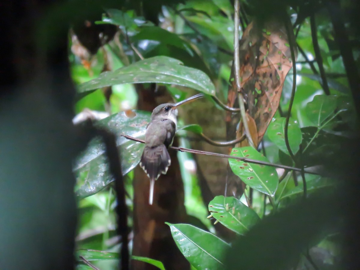 Прямоклювый колибри-отшельник (bourcieri) - ML465143471