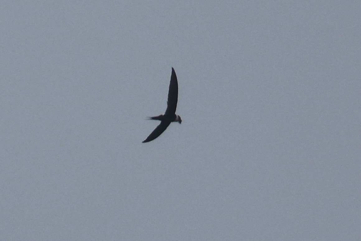 Great Swallow-tailed Swift - ML465152851