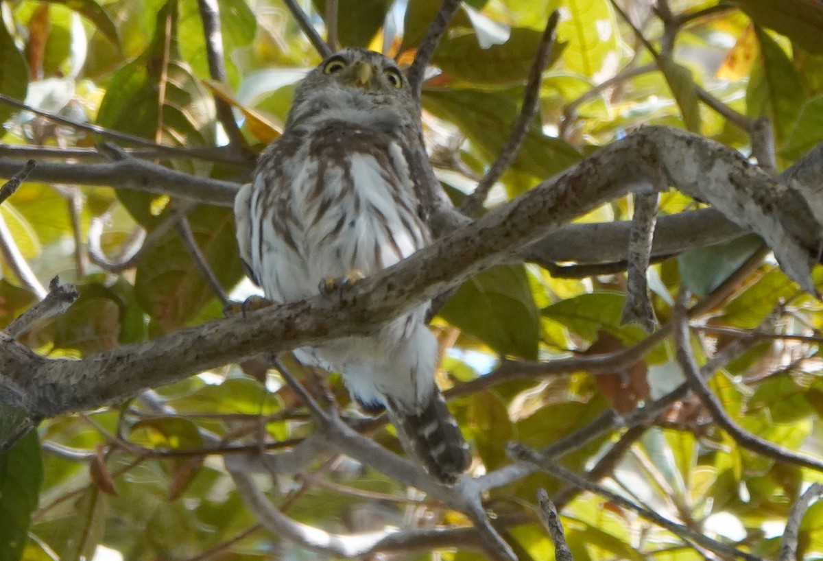 Ferruginous Pygmy-Owl - ML465153311