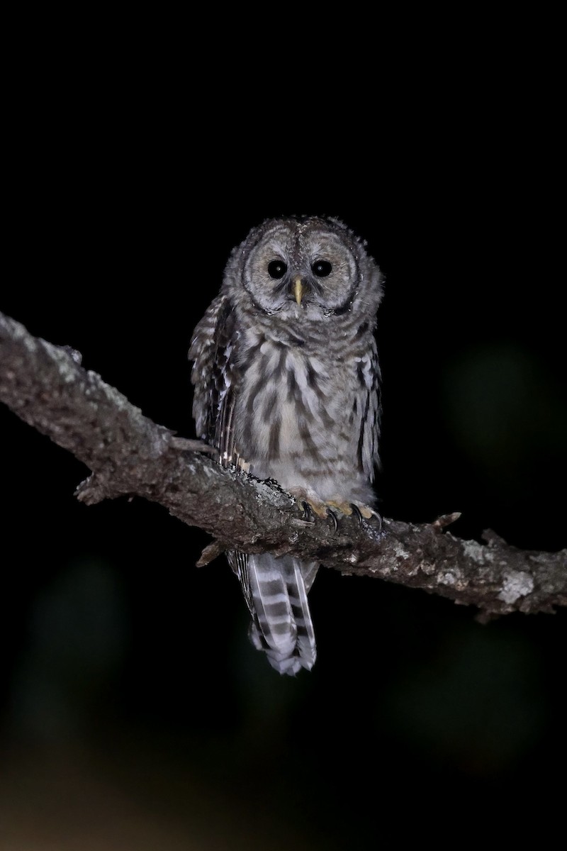 Cinereous Owl - ML465153531