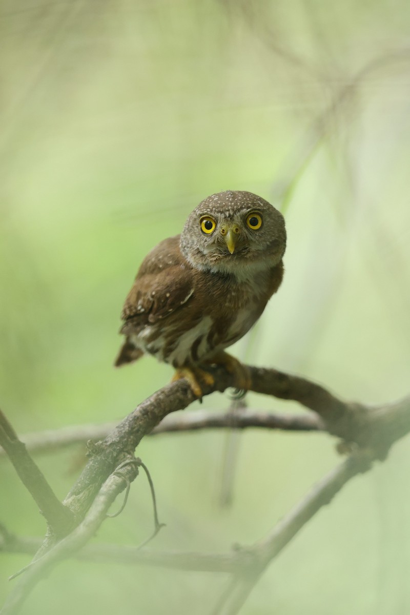 Colima Pygmy-Owl - ML465154811