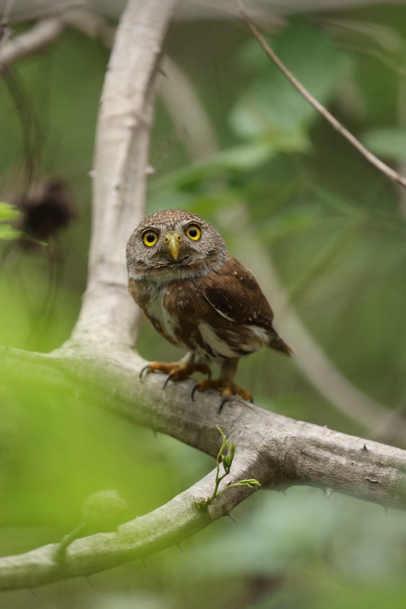 Colima Pygmy-Owl - ML465154821