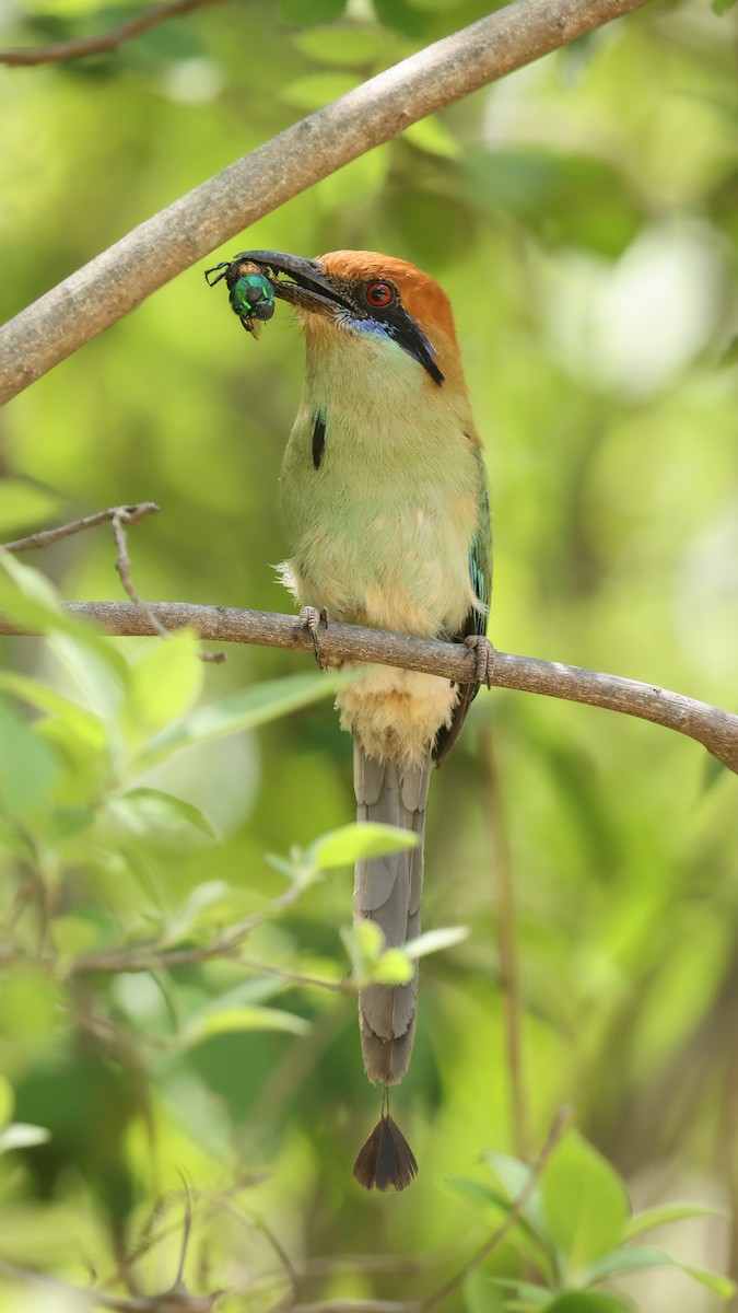 Russet-crowned Motmot - Thomas Ford-Hutchinson
