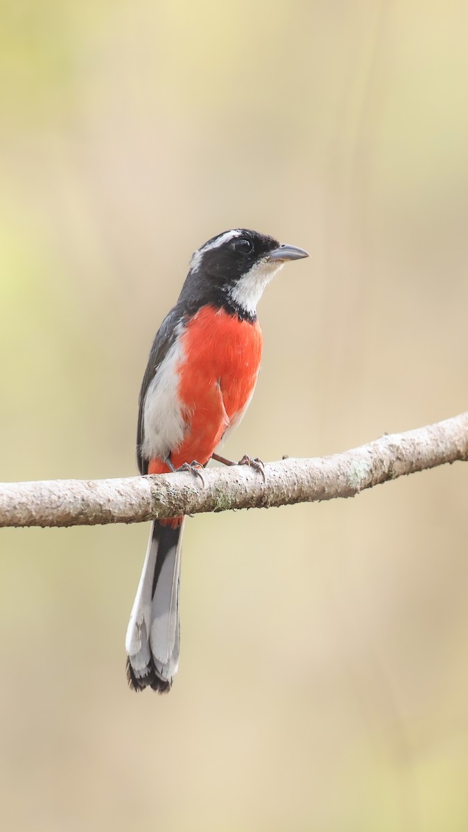 Red-breasted Chat - Thomas Ford-Hutchinson