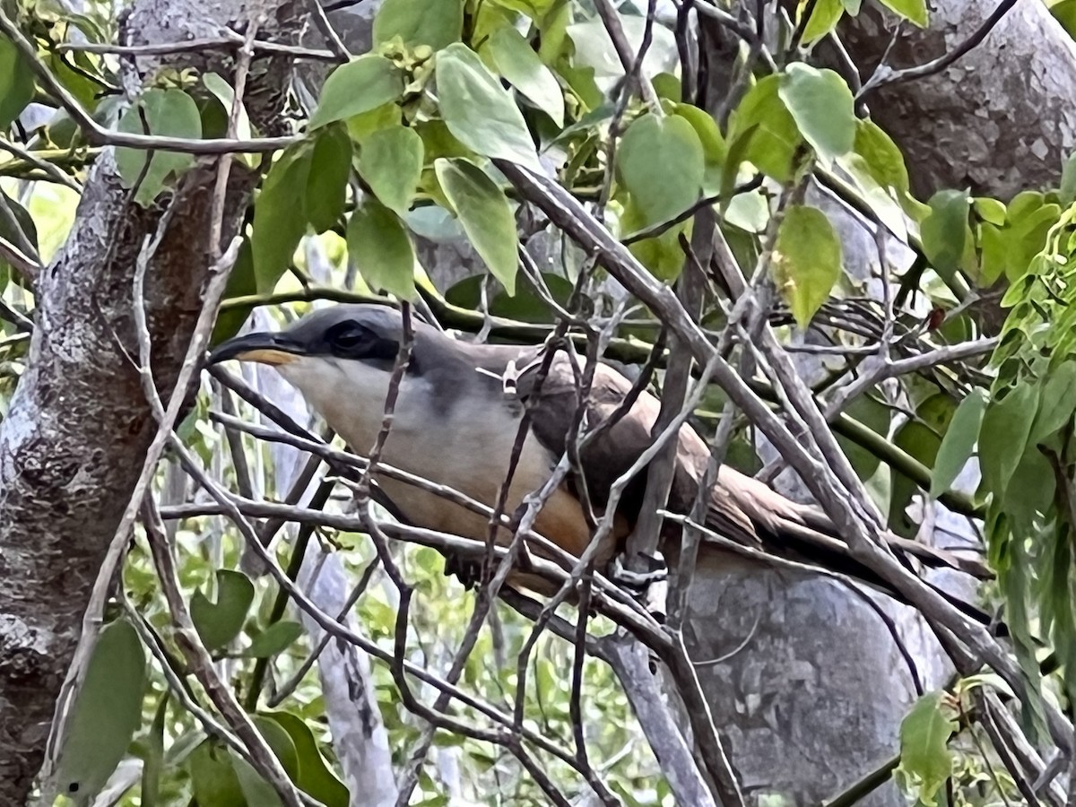 Mangrove Cuckoo - ML465159401