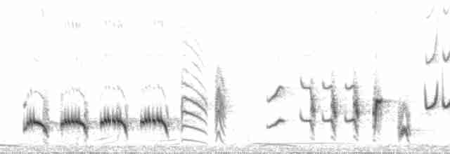 Cichladuse tachetée - ML46516