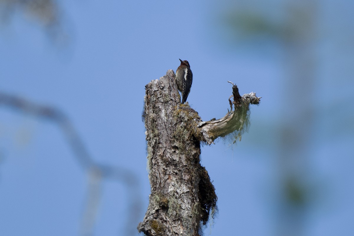 Red-breasted Sapsucker - ML465164641