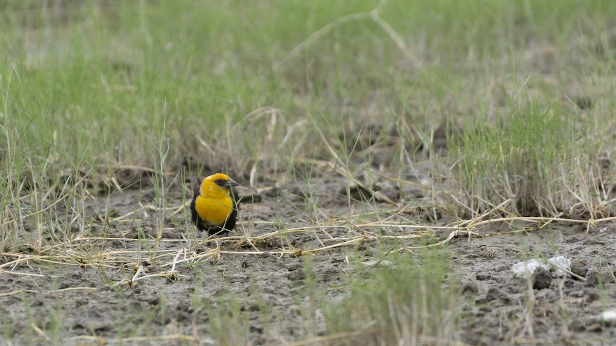 Yellow-headed Blackbird - ML465171961