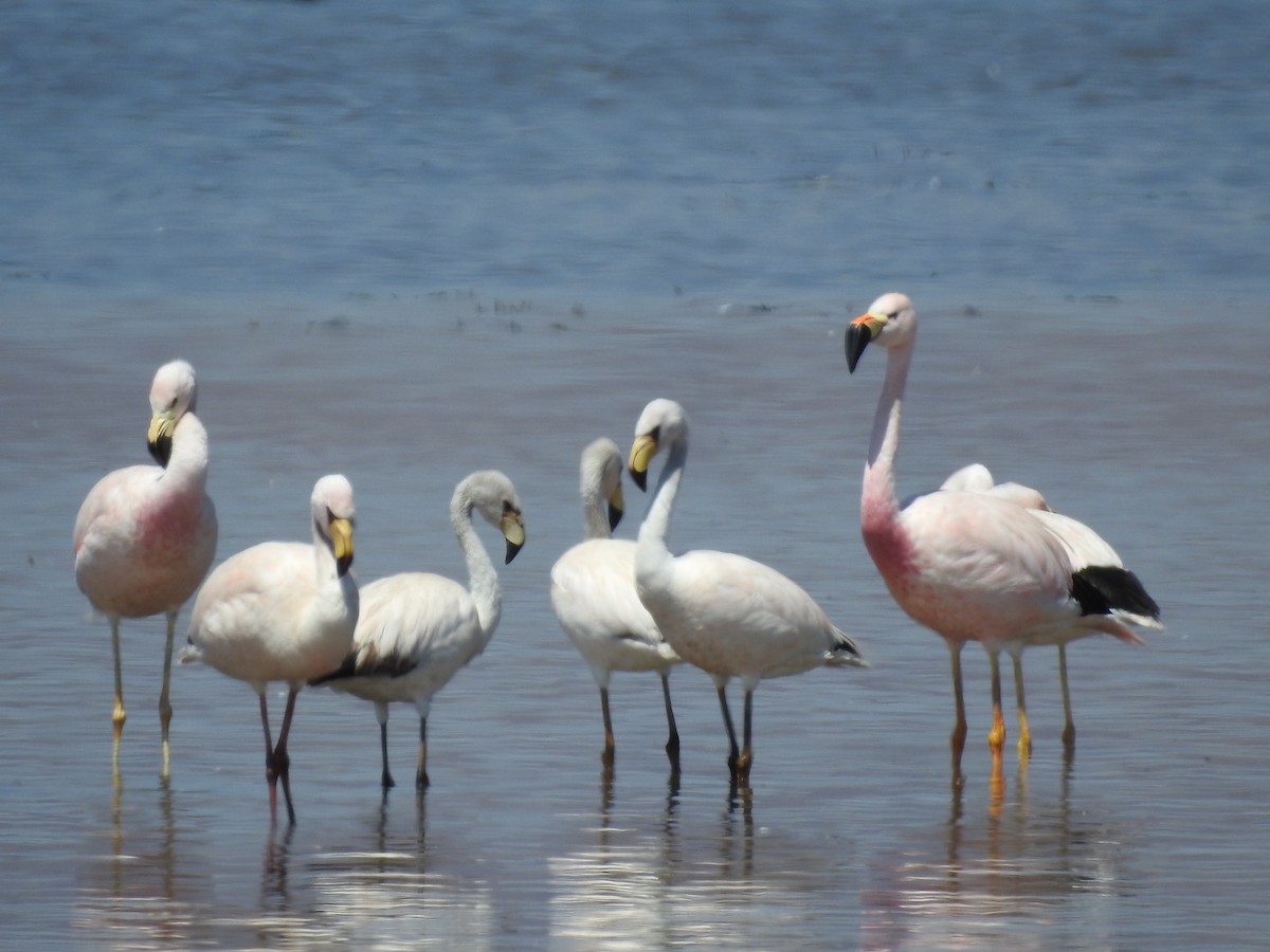 Andean Flamingo - ML465176281