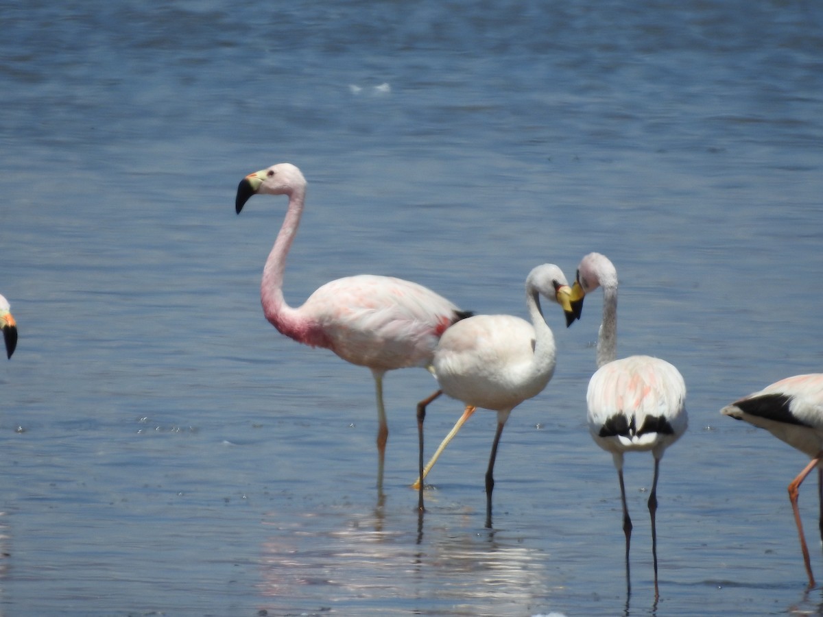 Andean Flamingo - ML465176341