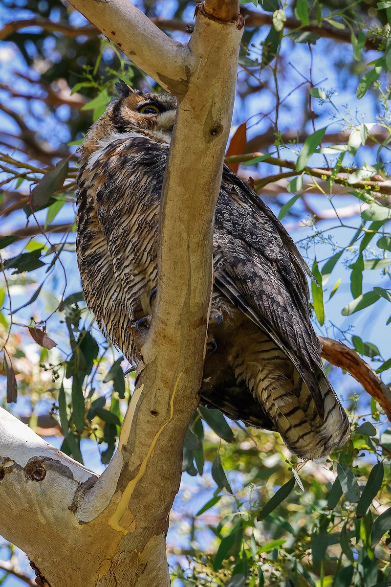 Great Horned Owl - ML465188421