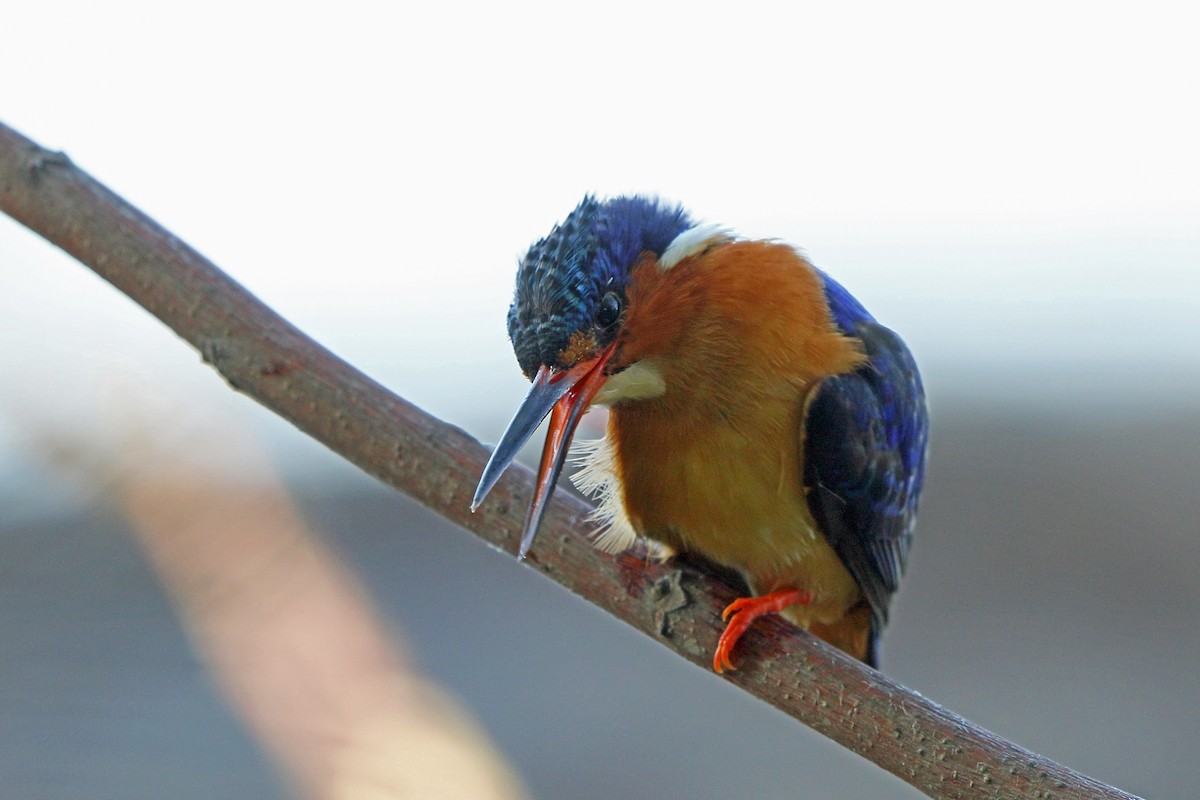 Malagasy Kingfisher - ML46518901