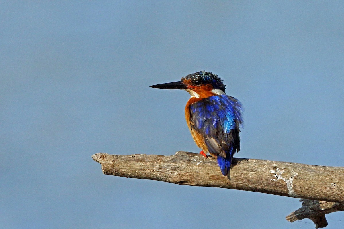 Malagasy Kingfisher - ML46518911