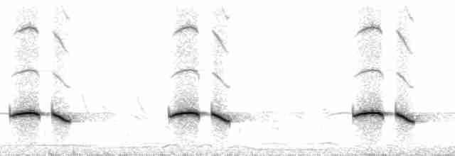 Cichladuse tachetée - ML46519