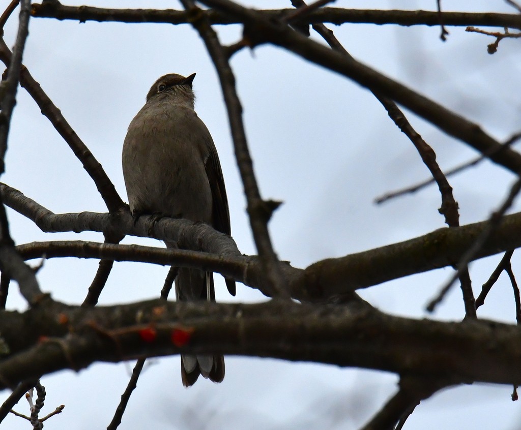 Townsend's Solitaire - ML465190991