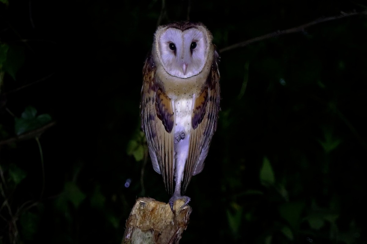 Australasian Grass-Owl - ML465191601
