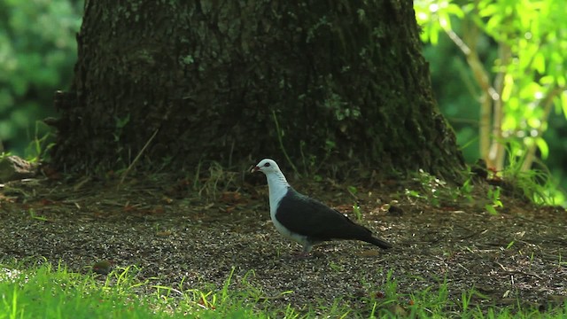White-headed Pigeon - ML465192