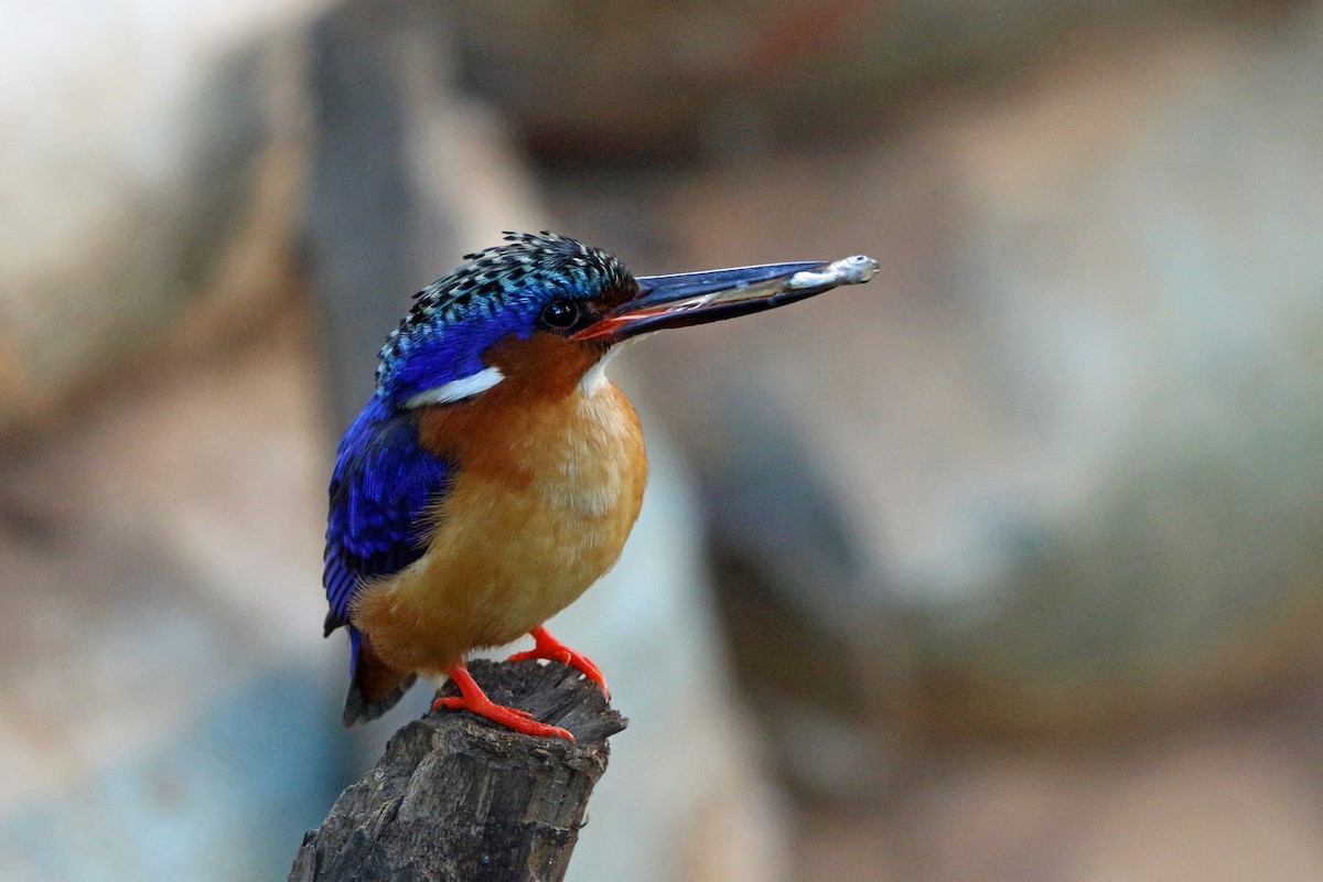 Malagasy Kingfisher - ML46519291