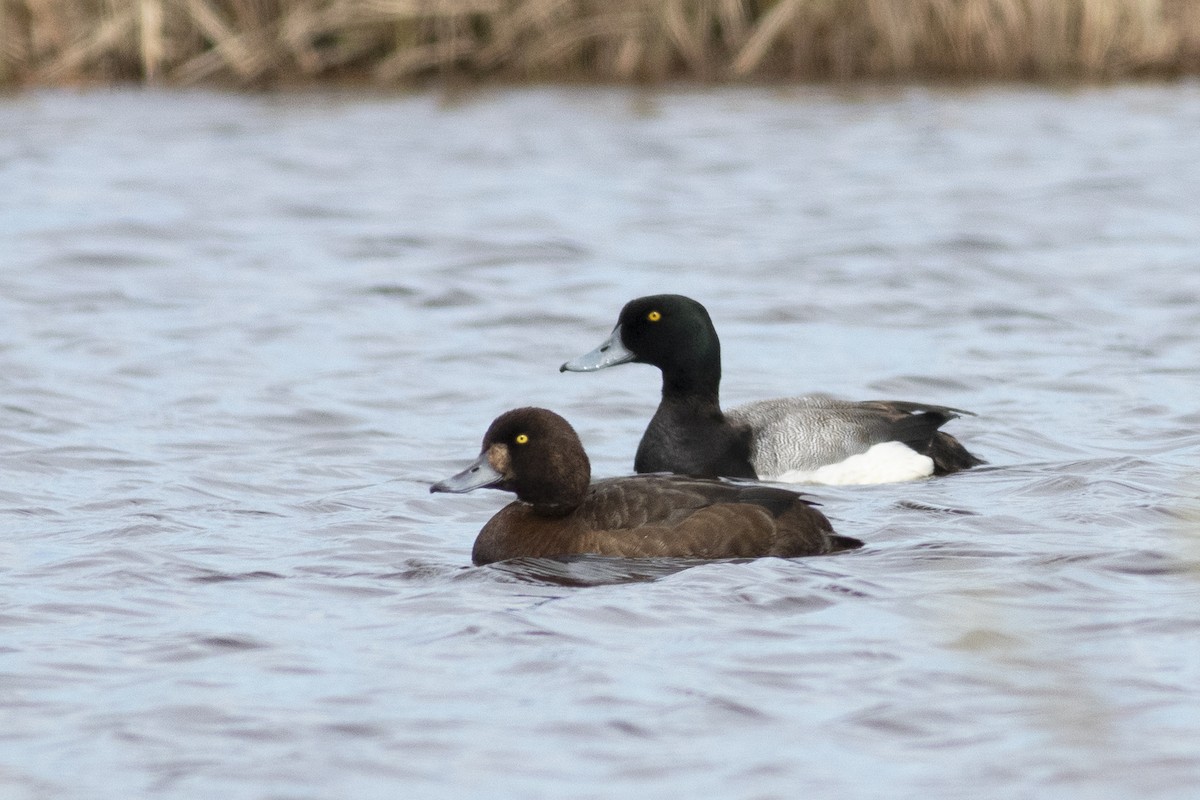 Greater Scaup - ML465194161