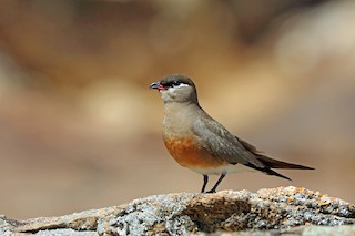  - Madagascar Pratincole