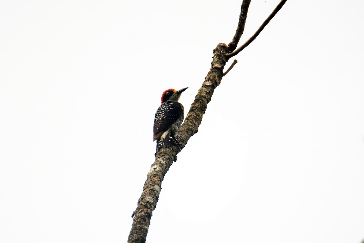 Black-cheeked Woodpecker - ML465198941