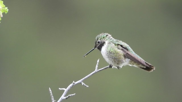 Broad-tailed Hummingbird - ML465203931