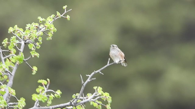 Broad-tailed Hummingbird - ML465204111