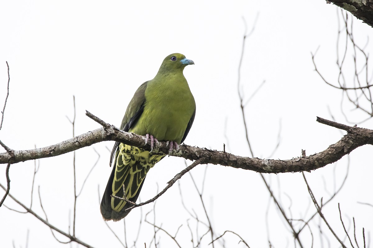 Whistling Green-Pigeon (Ryukyu) - Hugo Cobos