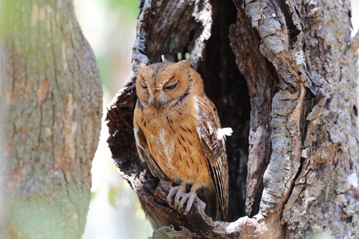 Madagascar Scops-Owl (Torotoroka) - Nigel Voaden