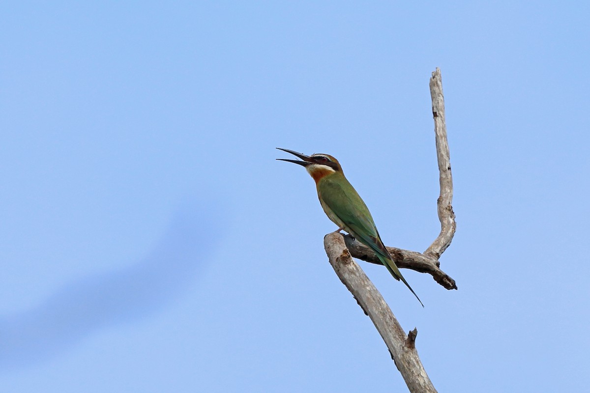 Madagascar Bee-eater - Nigel Voaden
