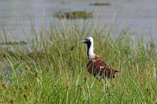  - Madagascar Jacana