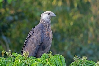  - Madagascar Fish-Eagle